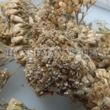 Schafgarbe mit Blüten   250g