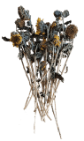 Sonnenblumenköpfe mit Stiel 100g