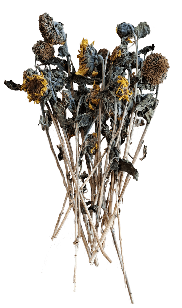 Sonnenblumenköpfe mit Stiel 250g