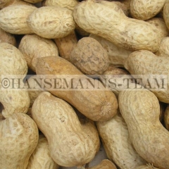 Erdnüsse in Schale   250g