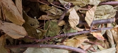 Kirschbaumzweige mit Blätter 150g