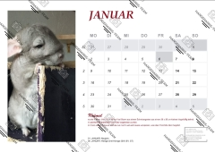 Kalender 2023 Chinchilla Liebhaber Forum RESTPOSTEN