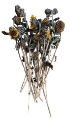Sonnenblumenköpfe mit Stiel 500g